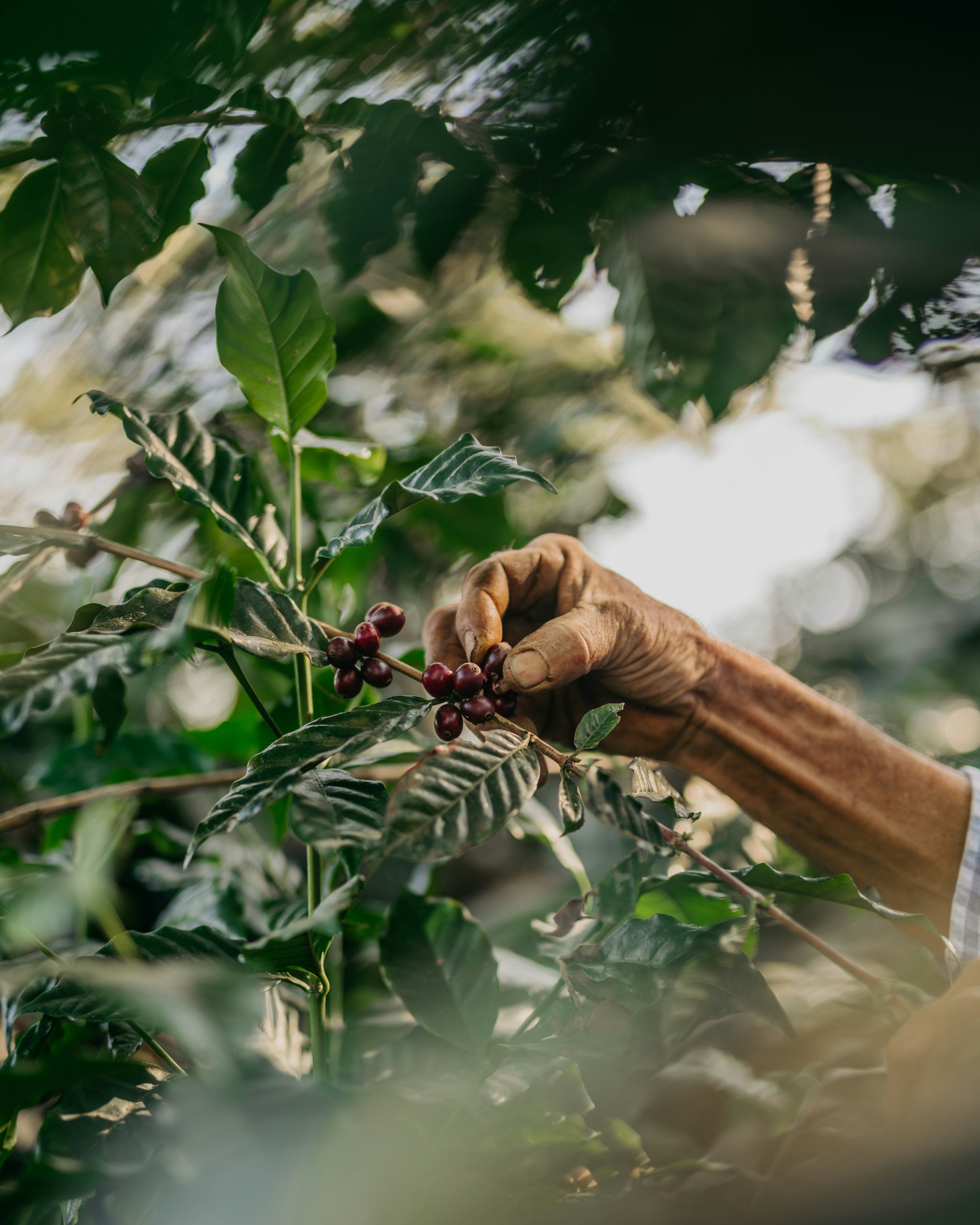 Coffee Can - Khawlani (Exclusive)