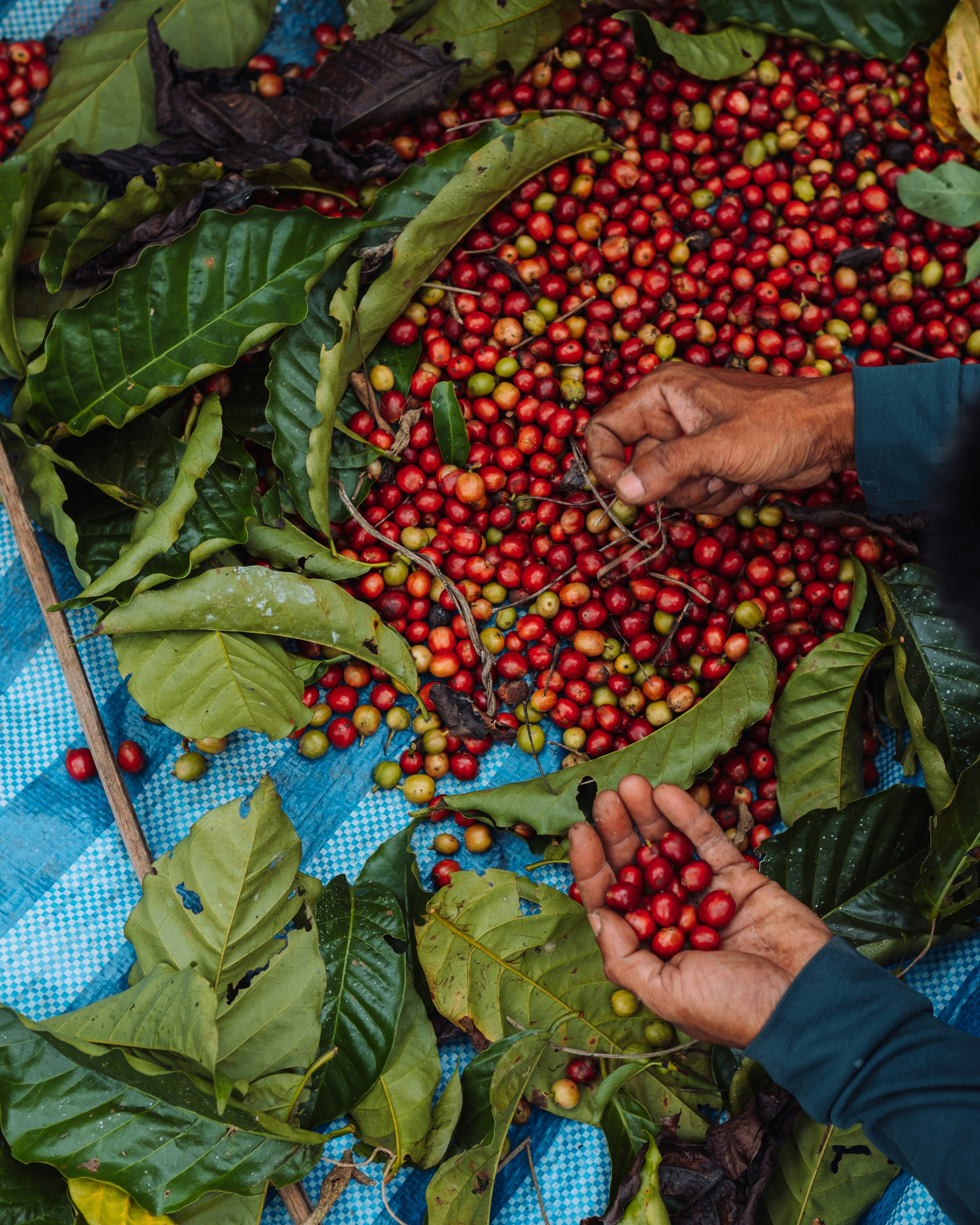 Exclusive Import - Harazi